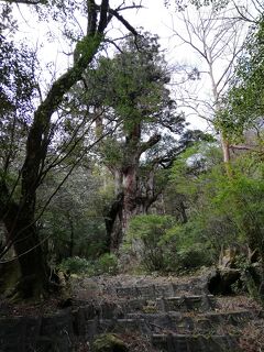 推定樹齢2,150～7,200年と言われている縄文杉を見に