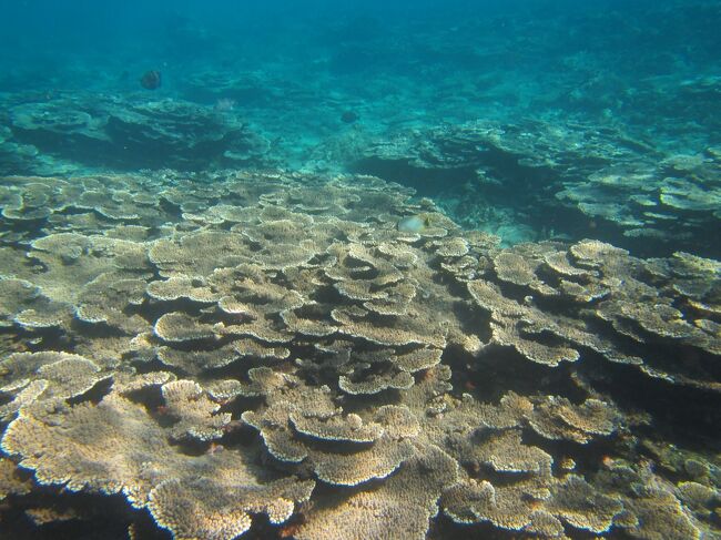 母島 小富士へトレッキング、南崎海岸と蓬莱根海岸でシュノーケリング。