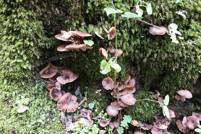 2022年10月8日-10日、長野県上高地に行きました♪<br />穂高連峰、紅葉とパノラマ、グルメ、上高地帝国ホテルをたっぷりと楽しんできました♪<br /><br />☆Vol.88　10月9日：上高地♪<br />上高地帝国ホテルからハイキング。<br />モンクレールの春用の薄いダウン、エルメスの帽子・手袋・マフラー、ユニクロのヒートテックパンツ、上高地帝国ホテルのハイキングシューズでばっちりと防寒。<br />上高地帝国ホテルから出発して明神池へ歩く。<br />梓川に沿って梓川左岸歩道を河童橋へ。<br />橋の上から穂高連峰や周囲の山々を。<br />河童橋から明神池への歩道。<br />森や湿原を抜けて。<br />時折、サルの群れ。<br />明神池に到着。<br />水面に映す明神岳が美しい。<br />池に向かって厳かに参拝。<br />そして徳沢へ。<br />徳沢のキャンプ地はカラフルなテントがいっぱい。<br />ショッピングやソフトクリームを楽しんで、<br />河童橋へ。<br />森にはたくさんのキノコ。<br />ヒラタケやシメジ、ナメコなどのキノコが間近に生えている。<br />河童橋の近くにある小梨平へ。<br />小梨平には清流が流れ、<br />カラマツ林が美しい。<br />ゆったりと歩いて眺めて♪