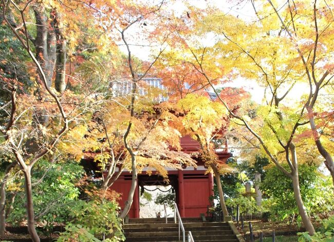 お友達に誘われて、松戸市にある本土寺へ行きました。<br />ここは、あじさい寺として有名ですが、紅葉の季節も人気があります。<br />ちょうど、テレビでも見たばかりでした。<br />紫陽花の頃には何度か訪れていますが、１２月に行くのは<br />初めてかもしれません。