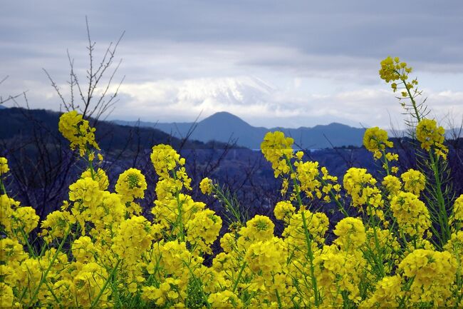 吾妻山公園の菜の花が見ごろを迎えている。<br />昨年に続いて、菜の花と富士山が見たくて訪れた。<br />富士山が見える日と天気予報を十分にチェックして、吾妻山公園に車を走らせた。<br />途中、厚木付近では富士山がはっきりと見えた。<br />吾妻山の山頂は菜の花が期待通り見ごろに、富士山は・・・・<br />かなりの部分は雲がかかっていた。<br />晴れの天気予報だったが、次第に雲が多くなってきたようだ。<br />その後、近くのラディアン花の丘公園へ寄ってみた。<br />ここでは、思いのほか河津桜など早咲きの桜を見ることが出来た。<br /><br />