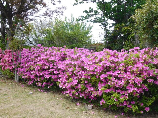 ２０２１年４月　山口県・山陽小野田市　須恵健康公園を散歩　つつじが咲いていました。