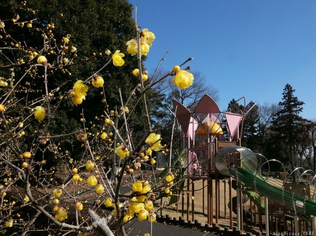 埼玉県東松山市の「東松山ぼたん園」へ、「新春ぼたん展」を見に行ったら、”園”の西縁に沿ってロウバイが咲き揃っていました。開花から時間が経っていないようで、ほとんど傷んでいませんでした。”ぼたん展”の「抑制ぼたん」だけでなく、思いもかけず、綺麗なロウバイの花を見ることができました。