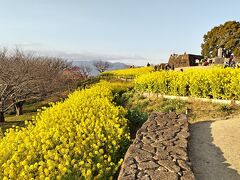 吾妻山公園の菜の花☆