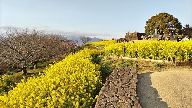 神奈川県二宮町にある「吾妻山公園」の菜の花と絶景☆<br />帰りは「テラスモール湘南」に立ち寄ってパンケーキ☆