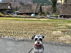 親孝行・犬孝行旅～白川郷編～