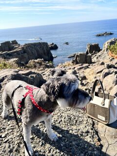 親孝行・犬孝行の旅～東尋坊～
