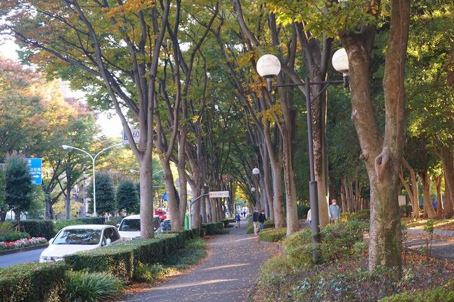 マイレージ維持の為に、東京まで秋の散歩に出かけました。<br />画像は、けやき並木＠都道446号線沿いにてです。<br /><br />過去の「高島」な旅行記。<br /><br />ちょい旅～2019 岡山・岡山市中区編～「JR/高島駅」<br />https://4travel.jp/travelogue/11597470<br /><br />関西散歩記～2019 滋賀・高島市編～その1「JR/近江高島駅」<br />https://4travel.jp/travelogue/11483220<br /><br /><br />東京まとめ旅行記。<br /><br />My Favorite 東京 VOL.2<br />https://4travel.jp/travelogue/11762034<br /><br />My Favorite 東京 VOL.1<br />https://4travel.jp/travelogue/11335616