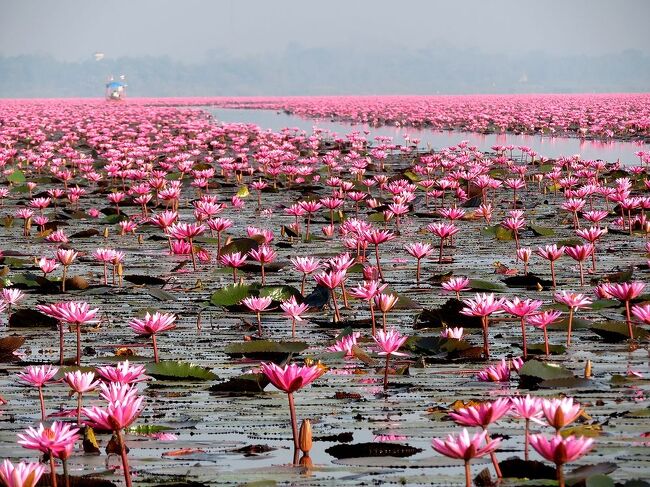 団塊夫婦の東南アジア縦断の旅(2023ハイライト）ー湖一面蓮の花！・タイ東北部のノーンハーン湖(タレー・プア・デーン)へ
