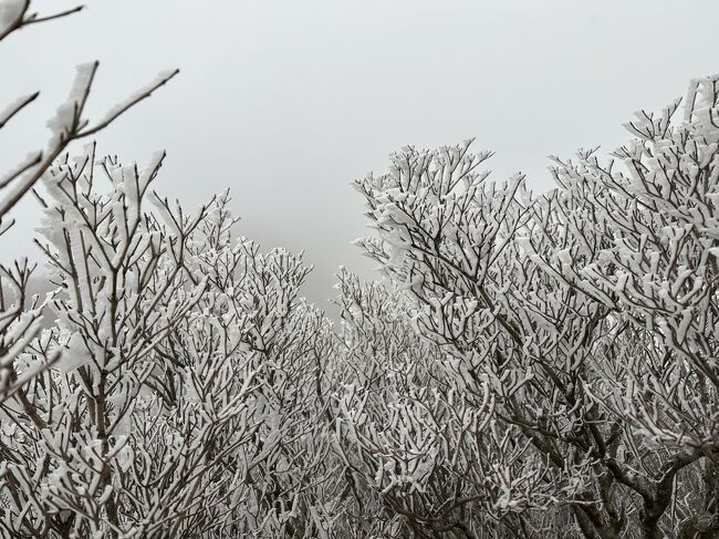 １月中旬、雲仙の温泉に泊まりトレッキングで雲仙岳へ。<br /><br />雲仙温泉街から仁田峠（１０８０ｍ）まで登山コースを歩き、仁田峠から妙見岳（１３３３ｍ）まではロープウェイで。<br />仁田峠に着いた時には晴れていて、平成新山も目の前に見えたのに、あっという間に吹雪に。それでも、妙見岳の山頂展望台周辺では、みごとな霧氷が見られました。<br />仁田峠からの下山（帰り）は、吹雪の中でしたが、道が整備されていたので何とか戻ってくることができました。