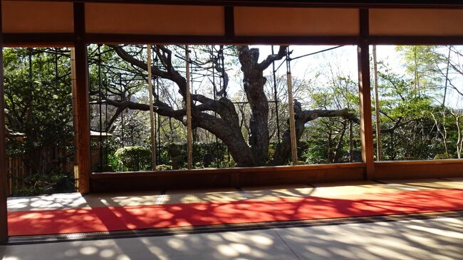 初冬の静かな大原へ三千院、宝泉院、勝林院、実光院、寂光院<br /><br />京都で紅葉を愛でに行ったがまだまだ見足りないので、２週間後にもひとりで京都に再訪問することにした<br />　<br />