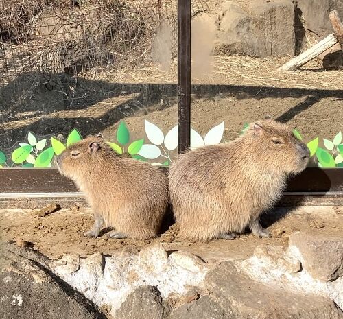 カピバラに会いたいので伊豆へ行ってみた！【２】』静岡県の旅行記