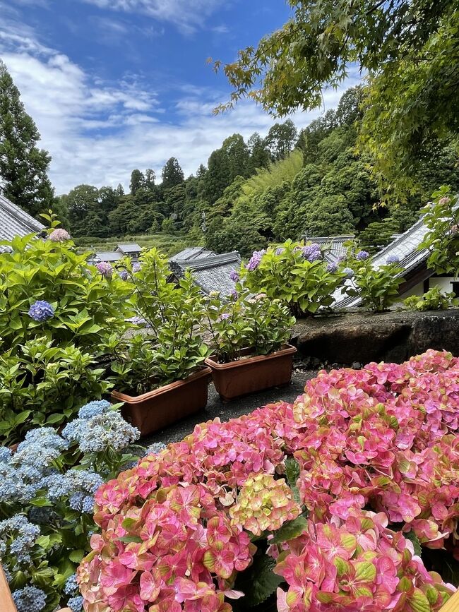 京都の紫陽花巡りがしたくて、母を連れて行って来ました。<br />最近の京都は行きは夜行バスでしたが、母と一緒だとそういう訳にも行かず...。<br /><br />JR東海ツアーズから出ているホテルと新幹線のセットプランにしました。<br /><br />あじさいは梅雨時に咲くお花なのでお天気は期待していなかったものの、やっぱり雨が降ると残念な気持ちに。<br />それでも、持ってくれた方かな？<br /><br />あまりお休みが取れなかったので2泊3日と強行スケジュールとなりましたが、十分あじさいを堪能出来ました♪<br /><br />【旅行日程】<br />6月13日　07:33　東京駅発　ひかり633号<br />　　　　　　↓<br />　　　　　10:12　京都駅着<br />　　　　　三室戸寺・伊藤久右衛門・平等院<br /><br />6月14日　嵯峨野トロッコ列車・竹林・天龍寺・梅宮大社<br /><br />6月15日　「丹」の朝食・楊谷寺・智積院<br />　　　　　16：54　京都駅発　のぞみ238号<br />　　　　　　↓<br />　　　　　19：06　東京駅着　<br /><br />【旅行代金】<br />JR東海ツアーズ<br />　ダイナミックぷらっと京都・奈良・びわ湖<br />　三井ガーデンホテル京都駅前　2泊3日<br />　　モデレートツイン　バス・トイレ付　（朝食なし）　　　1人 30400円