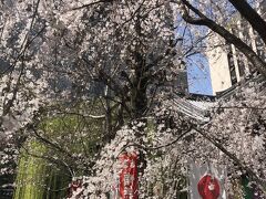 京都・六角堂、満開の枝垂れ桜。