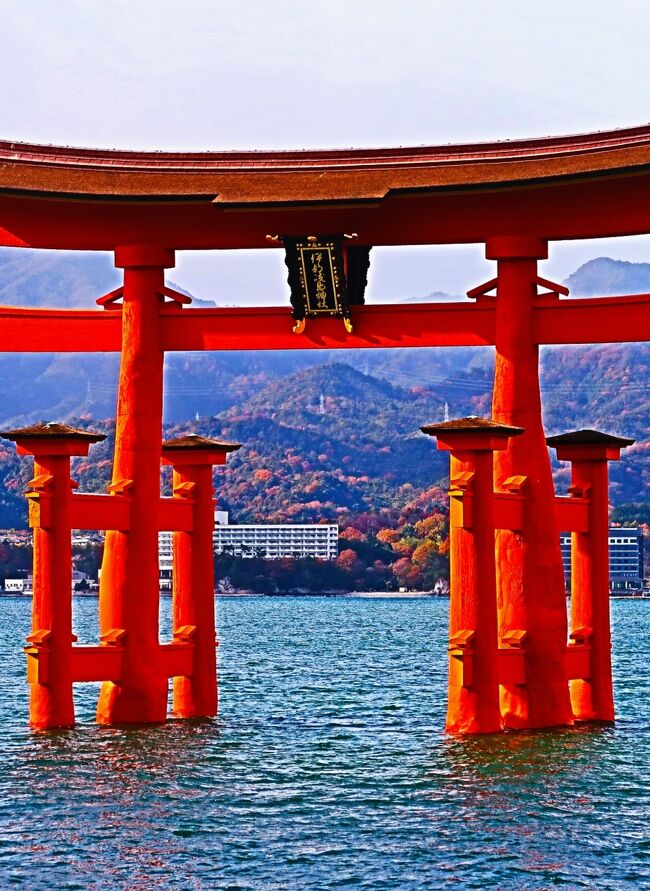 宮島・厳島神社の大鳥居、3年半ぶり雄姿　　2022/12/17<br /><br />海の青、空の青に映える朱色の大鳥居は、世界遺産の厳島神社（広島県廿日市市宮島町）のシンボルだ。1875年に再建された現在の大鳥居は、平清盛が建てたとされる平安時代から数えると9代目。今月、約3年半に及ぶ大規模修復工事を終え、参拝客や観光客の前に姿を現した。<br /><br />　工事は2019年6月に始まった。高さ約16・6メートルの大鳥居は、木造の鳥居では日本最大級。周囲に足場を組み、防護ネットで覆って作業を進めた。国の重要文化財で、国、広島県、廿日市市の補助を受けた。<br />　西の主柱は、根元の周囲が約10メートルという巨大なクスノキだ。修復では、シロアリによる被害で空洞になっていた主柱の内部に部材をはめ込み、ステンレス製のバンドや炭素繊維を巻き付けて補強した。紫外線による色あせ対策として、耐久性の高い化学顔料とアクリル樹脂を使った塗料を4、5回にわたって重ね塗りした。<br /><br />　修復期間の約3年半は、大鳥居全体の姿が周囲から見られない時期が続いた。19年に過去最多の465万人余りが訪れた宮島は、新型コロナウイルス禍で20年以降は来訪者が激減。この間も、防護ネットの中で修復作業が着々と進められた。<br />野坂元明宮司（51）は「結果論だが、新型コロナ禍で来島者が減った時期に修復できた。今後増える参拝者や来島者に見ていただきたい」と話す。<br />https://www.chugoku-np.co.jp/articles/-/249183　より引用<br /><br />宮島の大鳥居に三つの新事実　令和の工事で判明、深刻な事態回避<br />2022/12/18(日) <br />　厳島神社（広島県廿日市市宮島町）が進めた約70年ぶりとなる大鳥居の大規模修復工事。明治時代の1899年に国重要文化財に指定されるなど価値が高く評価されていたものの、歴史や保存状態などあいまいな点もあった。今回の「令和の工事」に伴う調査や作業によって新たに三つの事実が判明した。<br /><br />　8代目とされていた現在の大鳥居が9代目であることが分かったのがその一つだ。平清盛の援助で造営された1168年のものを初代に、8回の建造があったとみられてきた。今回の修復工事に先立ち、過去の工事記録を調べた同神社技師の原島誠さん（65）によると、これまで2代目とされた1286年の再建より前の1240年の工事報告書に、大鳥居「造畢（ぞうひつ）分」（すでに造り終えた物）との記述があったことが分かった。実際は1223～40年に2代目が造られたと考えられるという。<br /><br />　二つ目は、大鳥居が倒れないよう重しの役目として横木の中に置かれていた石は、お経が書かれた「経石（きょうせき）」だとされてきたが、そうではなかったことだ。大鳥居の屋根の下で二つの主柱の上を横に渡る「島木」の内部に計7万個以上の計約4トン分の石があったが、取り出してみると何も書かれていない丸石ばかりだった。<br /><br />　三つ目は、シロアリによる被害が想像以上に深刻だったことだ。根元の幹周り約8～10メートルの両主柱のクスノキに最大直径0・4～0・5メートル、深さ約4メートルと人1人がすっぽり入れるほどの空洞があった。空洞の存在は前回工事の記録に記されていたが、その後被害はさらに広がっていた。<br />原島さんは「たぶん（1875年の9代目）再建当初からシロアリがいたのだろう。今回の修復ではしっかり構造的な補強をした。観光客たちに安心して見てもらえる」と話す。<br />https://news.yahoo.co.jp/articles/45ece084b563887ff50d9f0e8baf9f3b61165b7c　より引用<br />