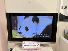 2023パンダ鑑賞記録☆最強寒波の王子動物園訪問