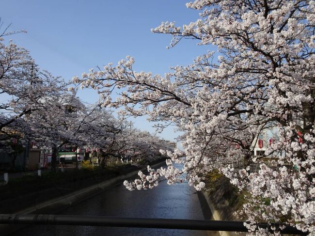新潟県長岡市、人生で初めての訪問。桜が満開でした。