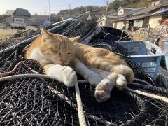 福岡二泊三日の旅④　　☆猫の島相島からまた新幹線で帰京☆