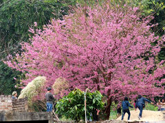 団塊夫婦の東南アジア縦断の旅(2023ハイライト）ー（タイ）雲海と桜のプーチーファーへドライブ