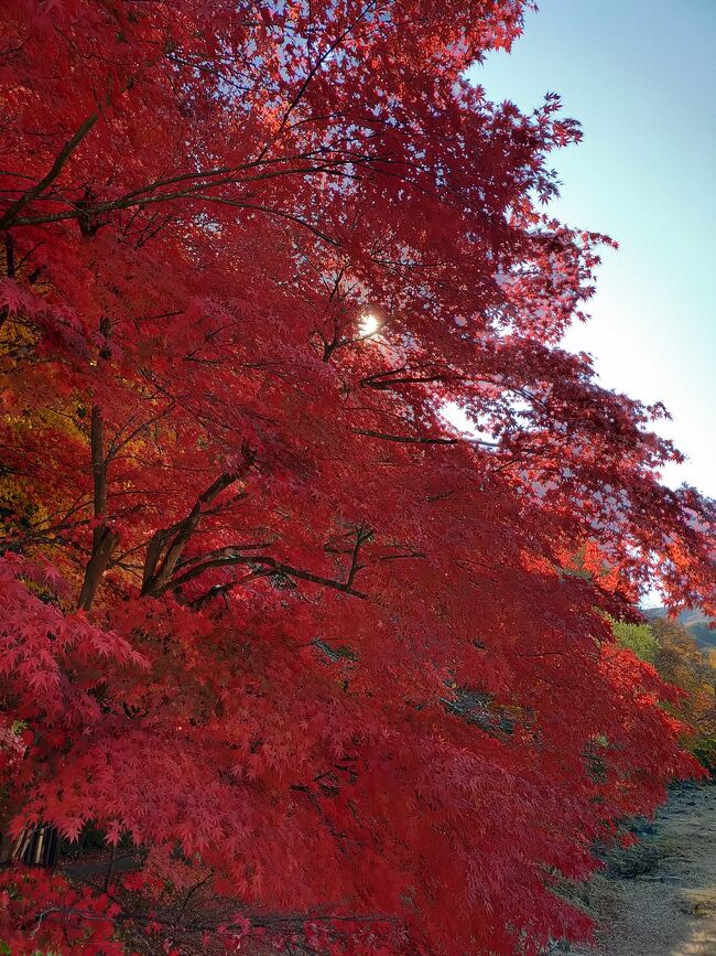 ☆ 2022年 11月 紅葉の塩原 ☆ ドライブ旅