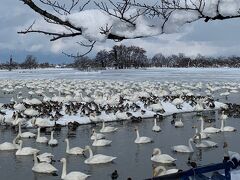 ぽんしゅ館、ほろ酔い気分の白鳥の湖♪ IN瓢湖』五頭温泉郷(新潟県)の