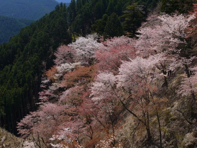 ※2021年４月のお話です。<br />※桜ほとんど出てきません。<br />ーーーーーーーーーーーーーーー<br /><br />コロナ初登場やった去年の春、世間はお花見どころではなかった。<br />でも１年たった2021年はそろそろ行けるんちゃう？？<br />てことで桜の名所・奈良吉野の千本桜を見に行くことにした。<br /><br />インバウンド観光客が回復してくる前に、ぜひ空いてるうちに行っておきたいと思っていた場所がいくつかあって、桜の季節の吉野もそのひとつ。<br /><br />吉野といえば下千本から始まって中千本・上千本・奥千本・・・って順々に桜が開花していき、とんでもなくキレイやし比較的長く桜を楽しめる桜名所で関西で知らない人はおらんのちゃうかってくらい有名。<br />コロナ前は毎年すごい人やったからプライベートで行くなんて考えられへんかったんやけど、今のタイミングならアリ！<br /><br />そう思って計画したのにさー<br />今年は桜の開花がめちゃくちゃ早くて・・・（おかげで若桜鉄道も木次線も桜楽しめたんやけど）肝心の吉野の桜は・・・(´；ω；`)<br /><br />けど行ってみたかった奥千本エリアまでやっと行けたし、かえって世界遺産のお寺さんとかもじっくり見れたからよかったかも～＊*<br /><br />ほな１日目の吉野編からスタート＝З