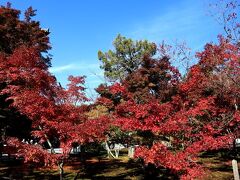真っ赤に染まる京都の紅葉！！南禅寺＆天授庵♪料理屋自在の鉄板焼きランチ♪