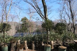 真冬の箱根旅♪　Vol.15 ☆強羅：ニコライ・バーグマン　箱根ガーデンズ♪