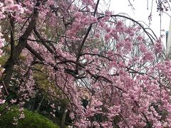 北区・石神井川お花見散歩