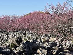 沖縄の桜が見たくて♪♪♪