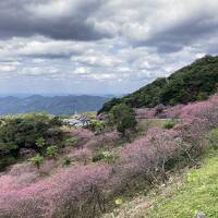 日本一早い桜を求めて(その1)