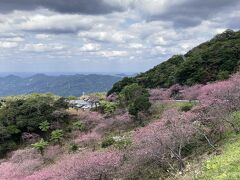 日本一早い桜を求めて(その1)