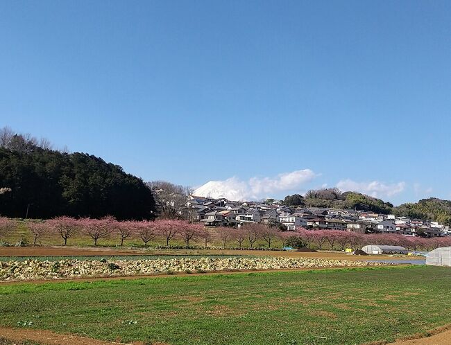 ある日ポストに入っていたDMと思しき封筒。<br />先日のシャインマスカット狩り(旅行記は、こちら→https://4travel.jp/travelogue/11791314)の会社かな~とゴミ箱にポイする前に何気なく開けてみた(危なく捨てそうだった!)<br />そうしたら、わかりにくーい感じで、当選のご案内が書かれていて!<br />たまたま本屋さんで抽選券をもらって、大した応募口数でもなかったけれど、持ち帰ったら二度と出さないと思ったので、レジのお隣にあったポストにお名前書いてその場で出してきたやつだ!え~こういうの本当に当たると思ってなかった(一応、誰も応募しなさそう?と思った2等3等あたりの商品を選択した記憶)!!!<br /><br />通常7200円のツアーが無料で1名ご招待★そして、全国旅行支援でクーポンももらえちゃう。<br />最近繁忙期にて、平日振休が多いので、どうやらそこで振休合わせやすそう(←そもそも有休とればいいじゃんって話ありますが^^;)な夫といってきました!<br />子ども達も、どちらか一人をつれて行って、置いて行かれる・置いていくのは嫌だけど、二人一緒なら良いみたいで、二人で行くと言ったら「へーわかったー」って感じ。<br />というわけで、、クーポン4000円もらえるし、実質3000円代で二人旅。<br />老後の予行演習?!夫婦バス旅行記です♪<br />