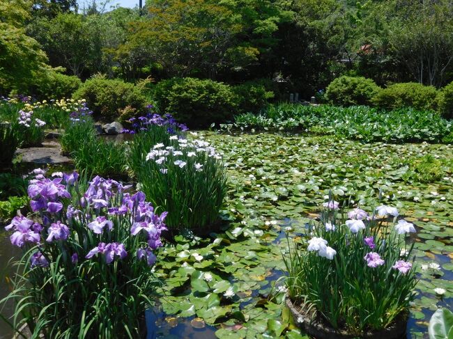 東行庵の菖蒲が咲いているとの情報があったので見に行きました。<br />菖蒲を見るのは初めてです。<br /><br /> そのあとは高杉晋作のお墓参りをしました。<br /><br />その1では菖蒲などを掲載いたします。