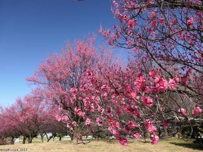 埼玉県本庄市の「本庄総合公園」へ、梅の花を見に行きました。本庄市観光協会のホームページによると、ここは”本庄市内最大の公園”で、子供広場や芝広場の他に体育館や市民球場などがあります。そして、「梅の園」と呼ばれるエリアには、紅梅や白梅など約180本が植栽されています。<br /><br />この日、紅梅はほぼ満開、でも傷みが少なくて綺麗に咲いていました。白梅の花は紅梅よりは少な目でしたが、それでも綺麗な花を見られました。
