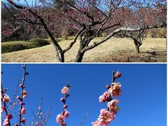 森林公園で「初梅」花さん歩