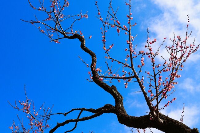 こんにちは、あんこう鍋です。<br /><br />今年の冬は寒くて、お出かけしようという気になれず、<br />２月に入ってしまいました。<br /><br />でも昨日は立春、梅も咲き始めているということで、カメラと共に、<br />調布市の神代植物公園と深大寺に出かけてきました。<br /><br />咲き具合はというと、まだ開花は始まったばかり。<br />行楽客も少ないだろうと思っていましたが、<br />土曜日ということもあって、結構賑わっていました。