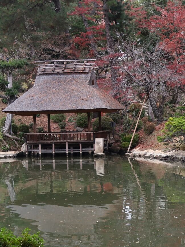 縮景園（しゅっけいえん）は、広島県広島市中区上幟町にある庭園。<br />国の名勝、日本の歴史公園100選。施設は県が管理する。<br /><br />元和6年（1620年）、広島藩浅野氏初代藩主である浅野長晟が命じて作らせた藩主の別邸（大名庭園）が起源であり、歴代浅野氏から寵愛を受け現在まで拡幅し、1940年（昭和15年）浅野氏が広島県に寄贈し現在に至る。<br />最初の作庭は上田宗箇によるものだが、現在の庭園の原型は京都庭師の清水七郎右衛門による後の大改修によって形成されたもので、1900年代初期明治末期頃に現在のものとなったものの、1945年広島市への原子爆弾投下により荒廃、1970年代までに再建された。<br /><br />広島市内中心部付近にあり、太田川水系京橋川沿いにあり、その河口から約6.4km上流に位置する。西側に広島城、京橋川を挟んで東側に広島駅がある。周辺は緑が多く、京橋川上流側に東部河岸緑地が整備されている。<br />南西は広島県立美術館に、南東は広島市立幟町中学校・広島市長公館に隣接しており、元々縮景園の敷地の一部であった。<br /><br />縮景とは、各地の景勝を聚め縮めて表したことを意味し、あるいは中国の西湖周辺の風景を縮めて表したことによると言われる。名付け親は林羅山とも言われている。<br /><br />中央に「濯纓池」と呼ばれる池を配しそれを「跨虹橋」によって東西に二分、その池を基準に北・東・西に小山を築き宗箇山・二葉山・弥山などの借景としている。主要建物は、跨虹橋の南に位置する「清風館」で、その他茶室や四阿を備える。<br />植生は、少なくとも4,826本の樹木があると言われている。うち、被爆樹木つまり戦前からある樹木が3本でその他は戦後に植えられたもの。主要樹木としては、クロマツ6.9%、ヤマモミジ2.7%、クスノキ2.5%、ソメイヨシノ2.0%など。水源は、園の北に位置する京橋川から引いた河川水と、園内3箇所ある井戸の揚水からなる<br /><br />主要庭景<br />濯纓池（たくえいち） - 面積8,020m2×平均水深1m。敷地の20%を占める。<br />跨虹橋（ここうきょう） - 天明6年（1786年）竣工、石製アーチ橋と陸橋からなる園内でも数少ない戦前からある建造物。長さ27.4m×幅2.1mで主要部分は花崗岩で出来ている。<br />南側エリア<br />清風館（せいふうかん） - 1964年建築、建築面積178.23m2、木造平屋建ての寄棟造・柿葺、東側に花頭窓がある数寄屋造の茶室。園のほぼ中央に位置する、園内最大の建物。<br />東側エリア<br />迎暉峰（げいきほう） - 園内最高峰の小山で標高約10m。樹木がほぼなく、かつてはここから遠方の広島湾の島々を望むことができたと伝えられている。<br />悠々亭（ゆうゆうてい） - 1969年再建、建築面積11.10m2、木造平屋建てで入母屋造・茅葺の四阿。かつてはここで茶会や歌会が行われていた。<br />香菜圃（こうさいほ） - 茶畑。江戸時代、藩内の有名品種が植えられていた。現在のものは1958年復元されたものであり、毎年5月茶摘茶会が行われている。<br />北側エリア<br />祺福山（きふくさん） - 標高約5.8m。頂上には戦前まで稲荷神社社殿があった。<br />踏雲橋（とううんきょう） - 祺福山の北側にある木橋。<br />明月亭（めいげつてい） - 1974年再建、建築面積43.16m2、木造平屋建てで寄棟造・茅葺の数寄屋造りの茶室。水屋の窓に牛舎の車輪が特徴的な建物。<br />西側エリア<br />丹楓林（たんぷうりん） - 小丘陵。カエデなどの紅葉樹が植えられていたことに由来する。<br />夕照庵（せきしょうあん） - 1970年再建、建築面積7.60m2、木造平屋建てで入母屋造・茅葺の茶室。<br />超然居（ちょうぜんきょ） - 1970年再建、建築面積7.45m2、木造平屋建てで寄棟造・茅葺の四阿。園内最大の島にあり観瀾橋および洗心橋の2つの橋で結ばれている。<br />（フリー百科事典『ウィキペディア（Wikipedia）』より引用）<br /><br />縮景園　については・・<br />https://shukkeien.jp/introduction