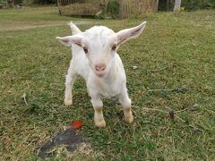 冬の八重山・滞在時間25時間！可愛い動物たちに癒された♪