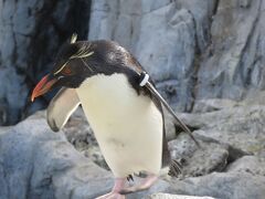 心の安らぎ旅行　ぐるっとパス（2023年2月葛西臨海水族園 Part3♪）