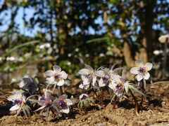 「ふかや緑の王国」の冬の花_2022(2)_セツブンソウと福寿草が咲き進んでいました（埼玉県深谷市）