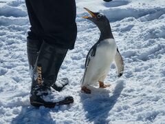 2022-23シーズン　4発目。　3週連続で北海道スノボー。　おたる水族館に立ち寄ってからルスツへ。今週の雪は本当に良かった！