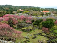 季節の花に逢いに行こう！沖縄1☆スターウォーズジェット再び♪積年の想いが叶う今帰仁ヒカンザクラ