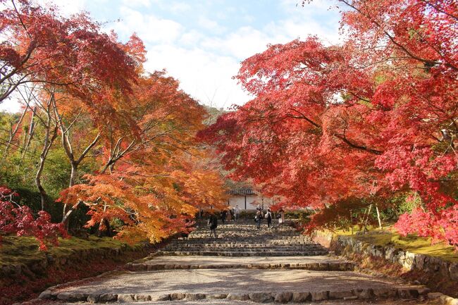 前年に1日だけ京都の紅葉を見に来て少しはまってしまい、この年は2日間がっつり回ってみました。<br /><br />以下回った場所です。<br /><br />1日目<br />天龍寺(庭園のみ)、常寂光寺、二尊院、宝筐院(ほうきょういん)、光明寺(長岡京市)、<br />清水寺(夜間特別拝観)、高台寺ライトアップ、<br /><br />2日目<br />醍醐寺、隨心院、毘沙門堂、知恩院(友禅苑、方丈庭園)、円山公園、<br />永観堂禅林寺ライトアップ、金戒光明寺ライトアップ<br /><br />体を壊し足が不自由になった今、もう旅行は無理かと思っていたけれど、こうして振り返ってみると、事前に調べて坂や階段のきつくない場所を選べば行けるかもしれないと思うようになったこの頃です。でも寺社は結構ハードル高いけど、取捨選択すればなんとかなるかもって思ってます。
