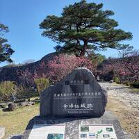 今帰仁グスク跡の寒緋桜を見てきました