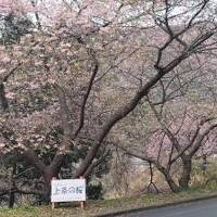 今年の河津桜は山間部のほうが先に咲いていた