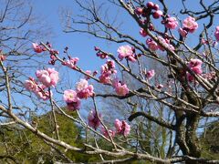 早春の深大寺、神代植物園散策