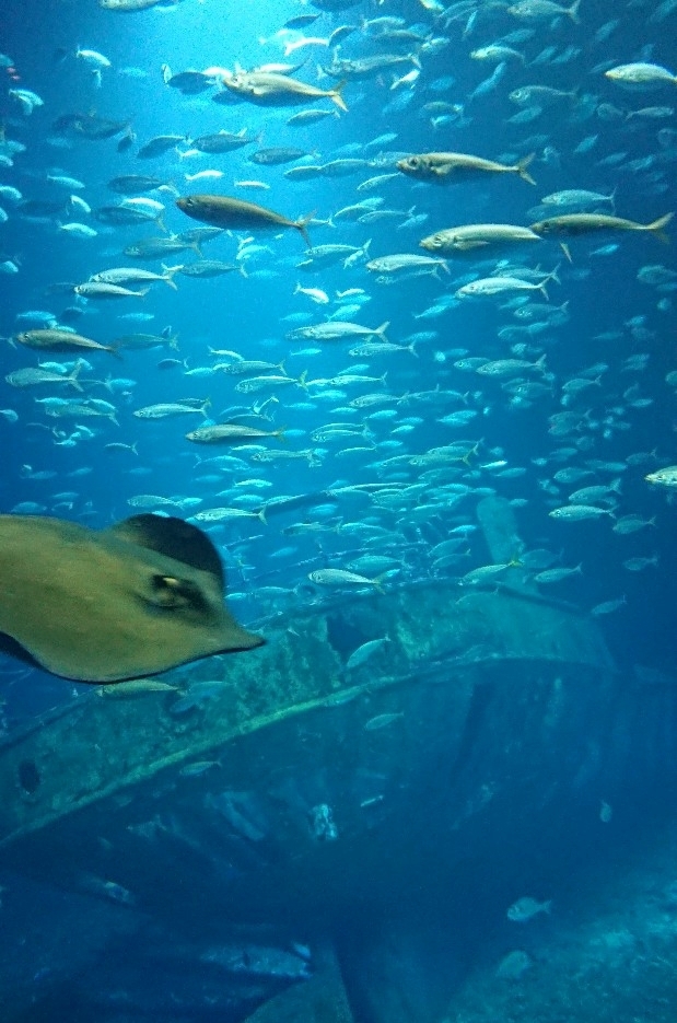 春休みに暇している友達が水族館に行きたいと言ったので、一緒にシュトラールズントへ日帰り旅行をしました。