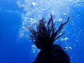 コロナ前のリベンジ旅　行き当たりばったりの３週間　③セーシェル・マヘ島でダイビング　その後にOMG！