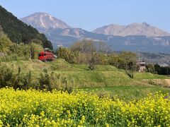 春の立野スイッチバック2021～菜の花と桜が彩る豊肥本線～（熊本）